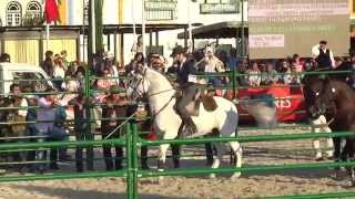 Nuno Tanganho Neves, Campeonato da Europa de Juniores, Equitação de Trabalho — Prova da Vaca