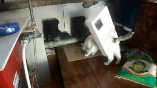 Кот и пенопласт!! Полный ржачь!!!