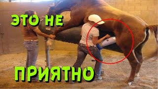 Самая худшая работа в мире | порно - кинотеатр | мастурбатор животных