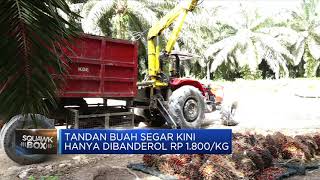 Petani Menjerit, Harga Tandan Buah Segar Sawit Tertekan