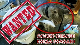 Наглый кот ворует рыбу.  Impudent cat steals fish