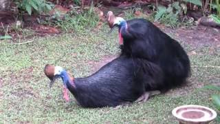 cassowaries mating, July 2016