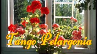 Tango Pelargonia  -  Kaija Pohjola