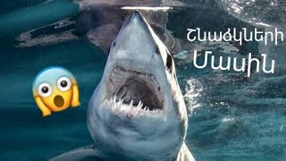 10 Փաստ շնաձկների մասին | Facts about akules | факты про акулах