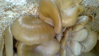 HOW TO DRY MUSHROOMS very easy Vegetarians