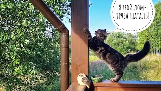 Кошка Морошка любит пощекотать нервы. Сова Ёль решает, нырять или не нырять