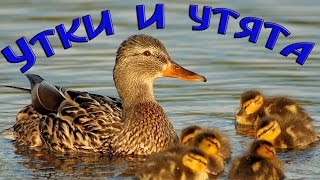 Утки и утята