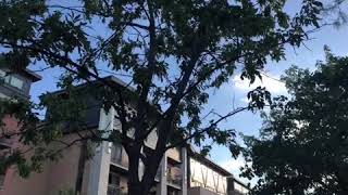 Snakes up in trees? Walking in Dallas