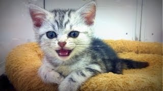 おもしろ赤ちゃん猫のかわいい鳴き声　Cute cry of an funny baby cat