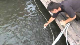 Kwai  Квай! без трусов в воду не войдешь  without panties you will not enter the water