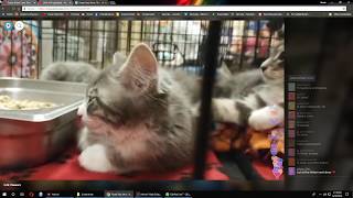 Guardian Kittens - Adoption Periscope 1