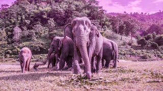 Detoxing Healing Music | 528Hz Positive Vibrations | Self Love Energy | Deep Zen Meditation