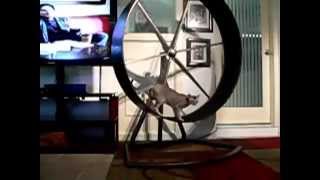 Singapura Cat on Exercise Wheel