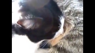 Прикол!!!!!!!!!!!Большой кот сосет титьку!!!!