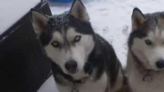 RIP Beautiful Jhett - Siberian Husky