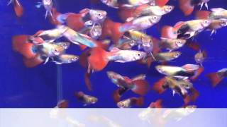 Гуппи Берлинка (самец) Poecilia reticulata Tuxedo Bronze Guppy продажа оптом