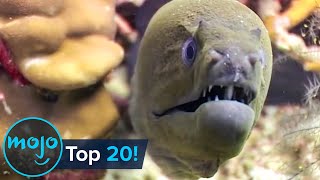 Top 10 Most Dangerous Ocean Creatures in the World
