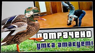 Утка атакует! | ПОТРАЧЕНО