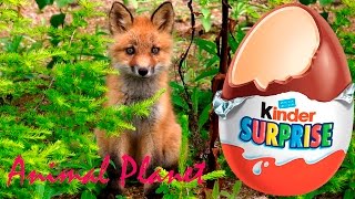 Животные Киндер сюрприз распаковка игрушек Animal Planet Kinder Surprise toys