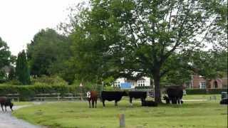 The New Forest & Brockenhurst