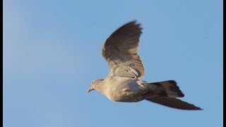 The Shooting Show -- pigeon decoying in Essex
