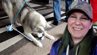 Why Do My Huskies Like Cat Toys?