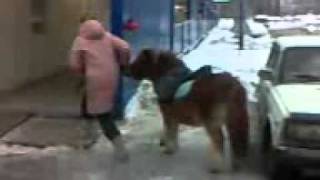 Moscow walks. The girl and her pony. Девушка и её пони.