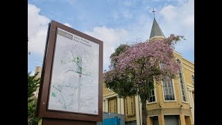 【TRUMPET TREES FULL BLOOM】IN SINGAPORE