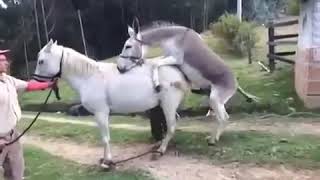 Donkey and Horse | Mating 2019