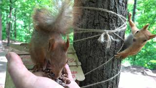 Снова голодные белки / Hungry squirrels again