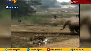 Elephant Tramples Two Villagers to Death | in Odisha's Jajpur