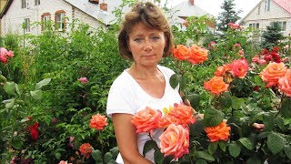 Прекрасные, устойчивые розы для средней полосы Часть 1