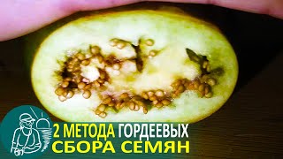 Как собрать семена баклажан раскатыванием-высушиванием ???? Выращивание рассады по технологии Гордеевых