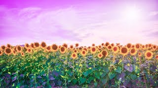 Enhance Self Love | Miracle Music 432Hz | Solfeggio Healing Frequency | Healing Meditation Sound