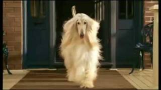 Afghan Hound     beautiful