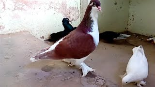 Siraji pigeon fighter red & black fancy pigeon