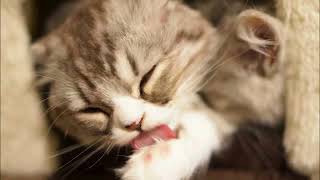 【音楽・BGM】子猫のお散歩  1時間Ver. 【癒し】1 hour music healing