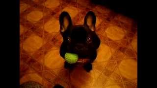 french bulldog французский бульдог