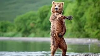 Позитив от танцующих животных /  Positive from dancing animals