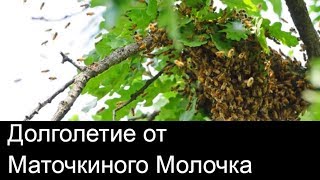 №52 Долголетие от Маточкиного Молочка.Обмен опытом.Пчеловодство.Пасека.