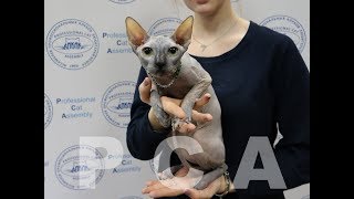 Презентация питомника канадских сфинксов PCA АМАНТЕ