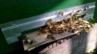 Изгнание трутней The expulsion of the drones
