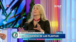 Dolores: Estas plantas funcionan como analgésicos