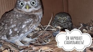 Сыч Лучик вломился с визитом к сычу Кутуше. Совы не хотят дружить