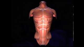 Musculos del tronco