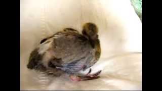 Как выглядит птенец голубя. Looks like a dove chick.