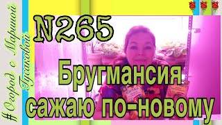 БРУГМАНСИЯ -  цветок экзотический – трубы Ангела. Как посеять brugmansia [26.01.18]