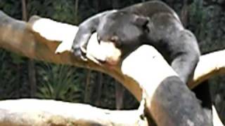 Malaysian Sun Bear