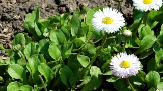 Цветы. Бесплатный футаж. Flowers. Free footage.