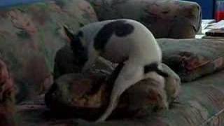 Lulu's Porno